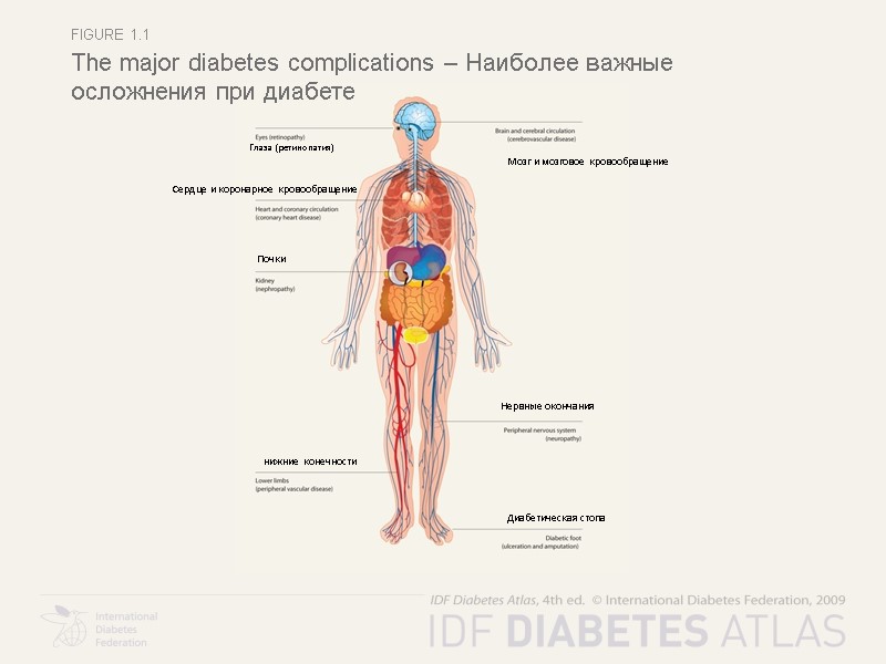 Figure 1.1 The major diabetes complications – Наиболее важные осложнения при диабете Глаза (ретинопатия)